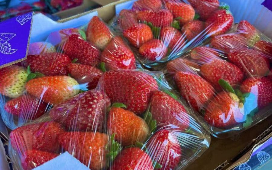 Procura por morango cresce 50% na Ceasa-MS após sobremesa viralizar nas redes sociais
