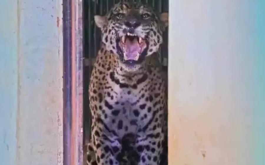 Polícia Científica confirma que DNA em fezes de onça-pintada no Pantanal é de Jorge Ávalo
