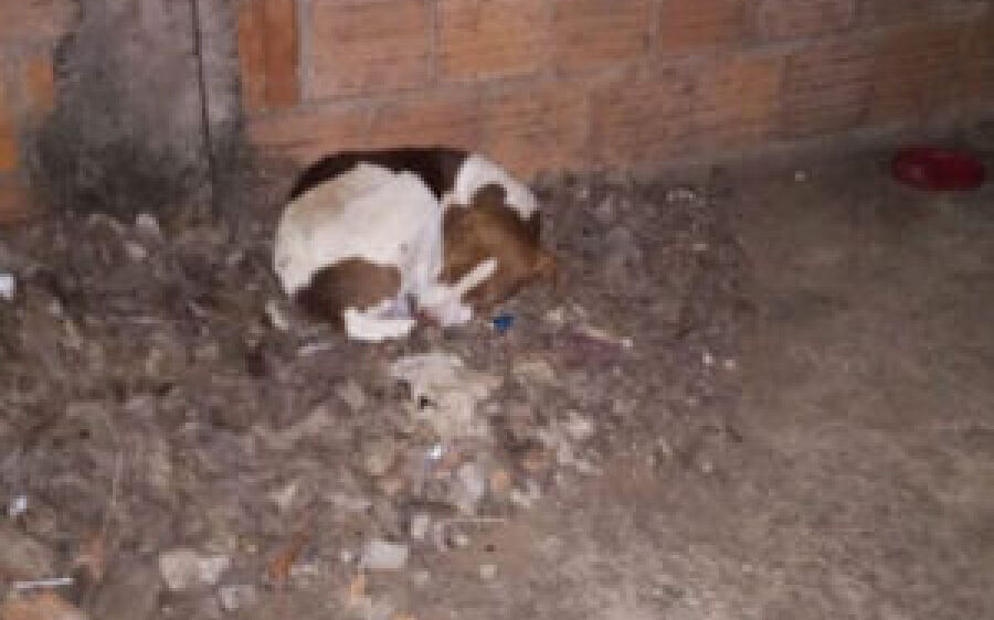 Idosa sofre ao ver doguinho encolhido de frio em calçada