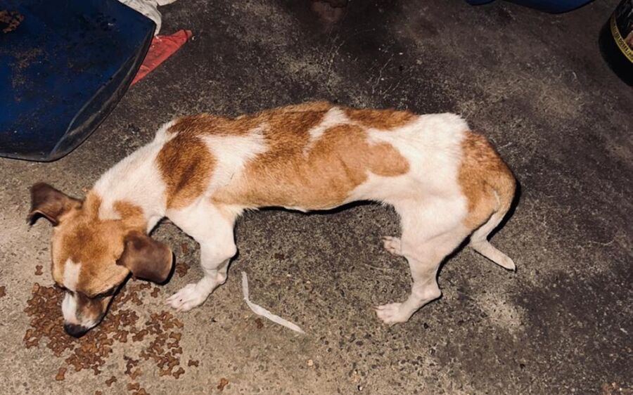 Três cães são resgatados em situação de maus-tratos em residência abandonada em Sonora