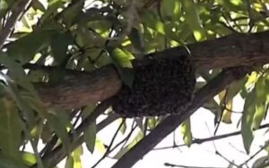 Trabalhador rural morre atacado por abelhas em plantação de laranjas em MS