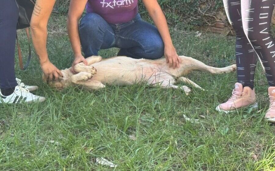 Idoso é flagrado praticando zoofilia com cadela