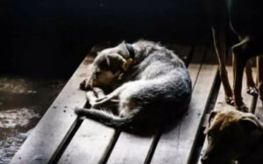 Crueldade: homem é preso após castrar cachorro com canivete em MS