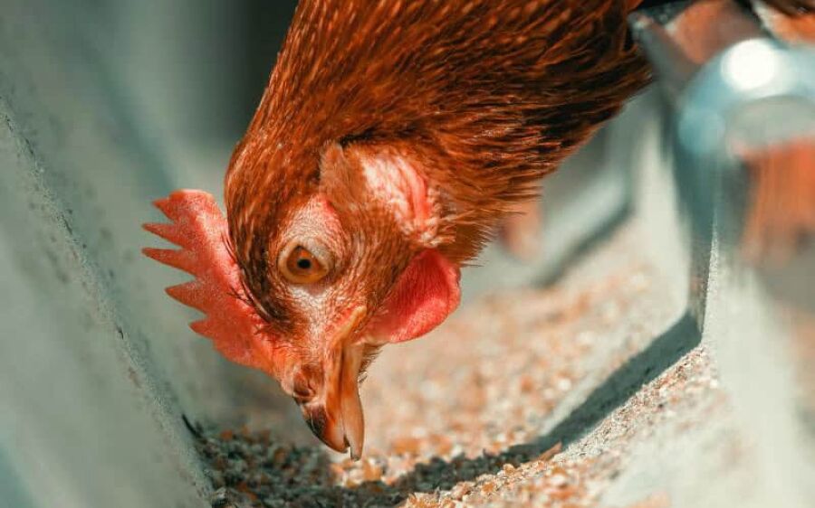 Dia da Avicultura destaca integração entre grãos e produção de aves em Mato Grosso do Sul
