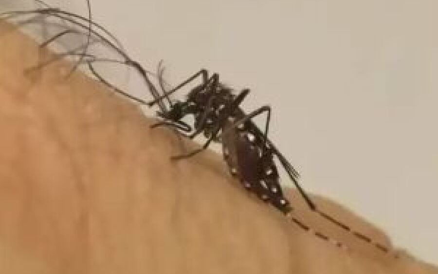 Com mais 4 vítimas, chikungunya chega a 16 mortes em MS