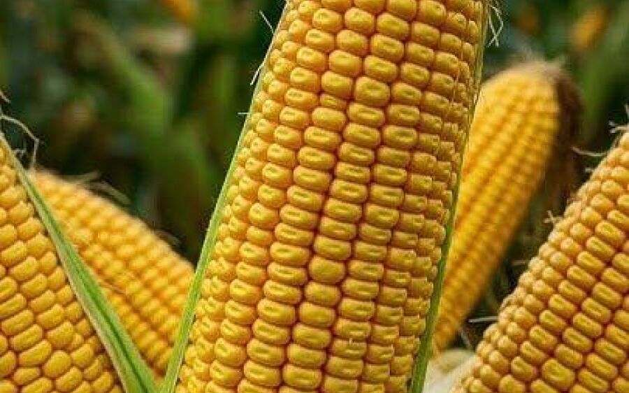 Colheita do milho em MS supera expectativas e fecha ciclo com recorde de produtividade