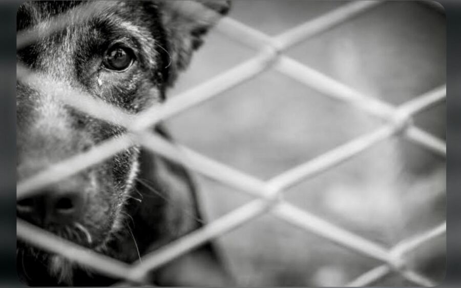 Cadela é encontrada morta e filhotes sofrem de fome e maus-tratos em residência abandonada