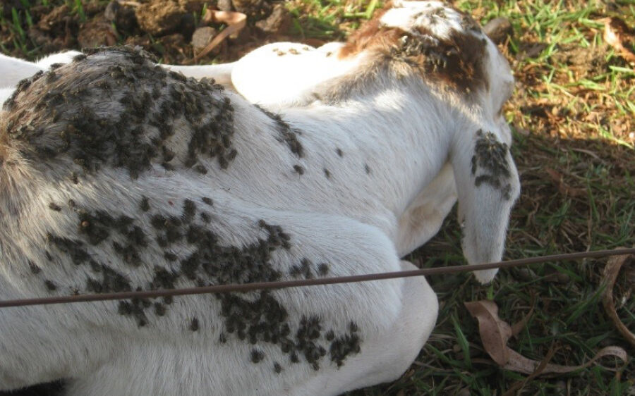 Estudos apontam estratégias para controle da mosca-dos-estábulos em Mato Grosso do Sul

