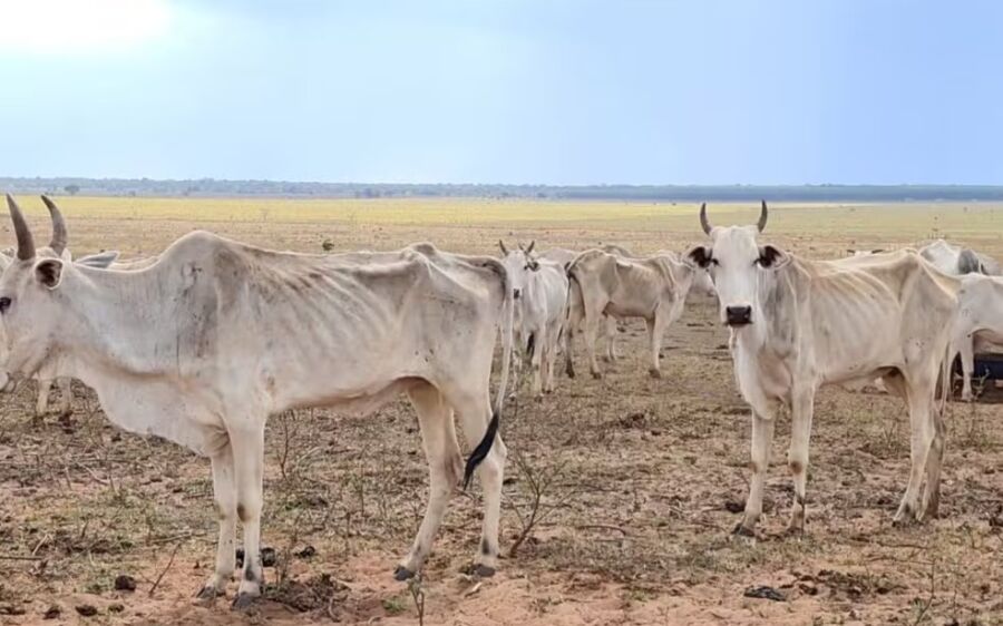 Fazendeiro é multado em R$ 368,5 mil por maus-tratos a 737 cabeças de gado em MS