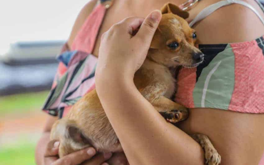 São Gabriel do Oeste realiza Dia D da Campanha de Vacinação Antirrábica neste sábado
