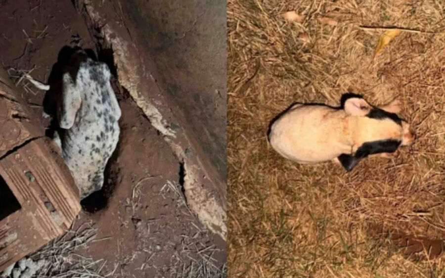 Cadela é encontrada morta e filhotes em situação de maus-tratos são resgatados em MS