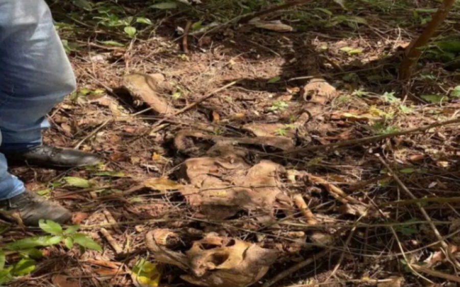 Ossada humana é encontrada em área rural em MS