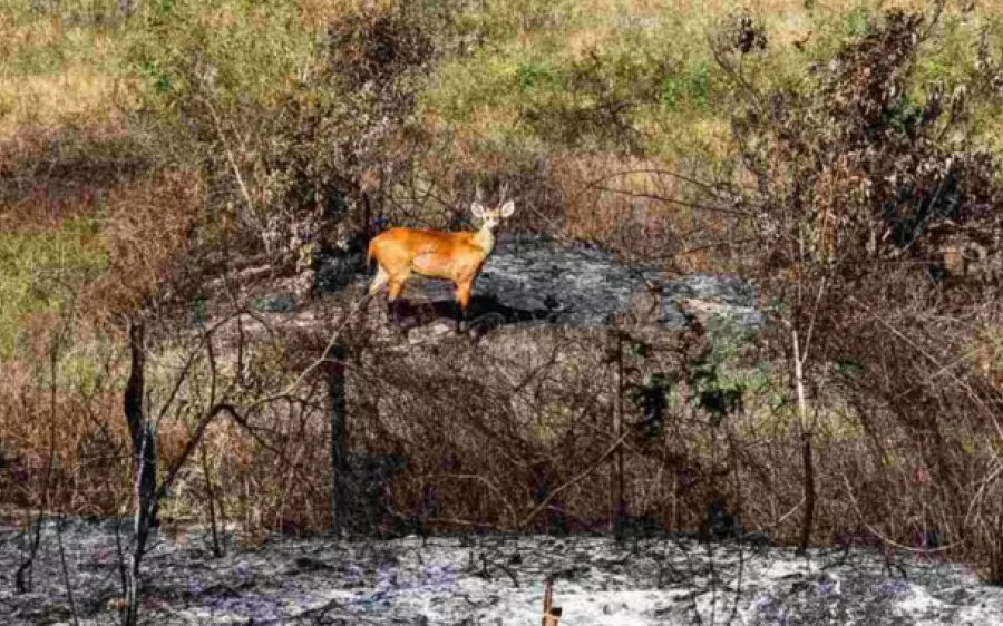 Monitoramento aponta redução de 79% nos incêndios no Cerrado e 98% no Pantanal em 2025