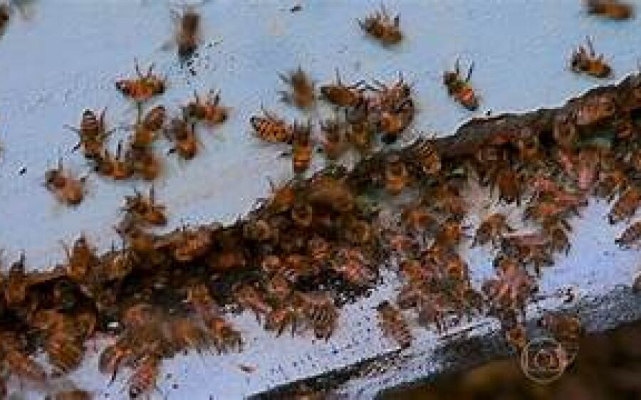 Calor Extremo Aumenta o Risco de Ataques de Escorpiões e Abelhas