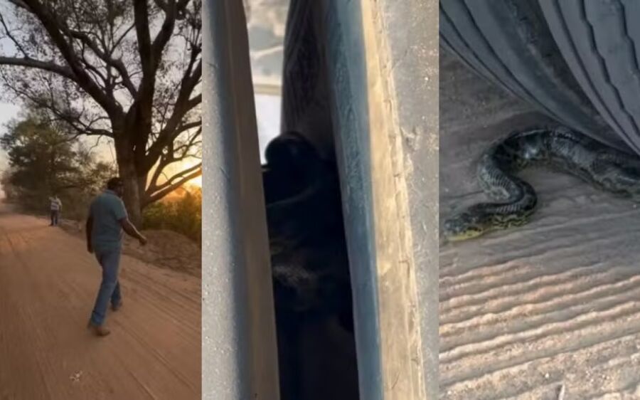 Carona inusitada: motorista sente trepidação e descobre sucuri na roda do caminhão em MS