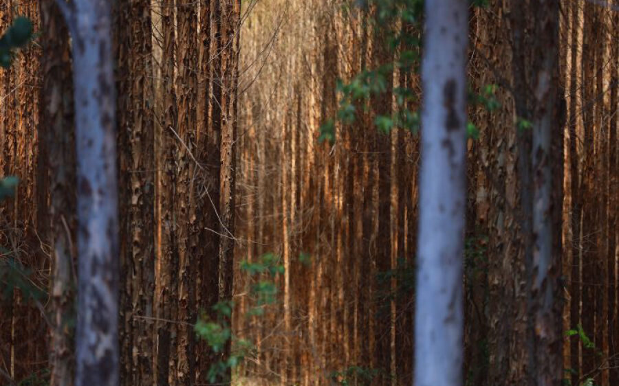 Mato Grosso do Sul projeta ampliar área de florestas plantadas em 40% até 2027 com foco em sustentab