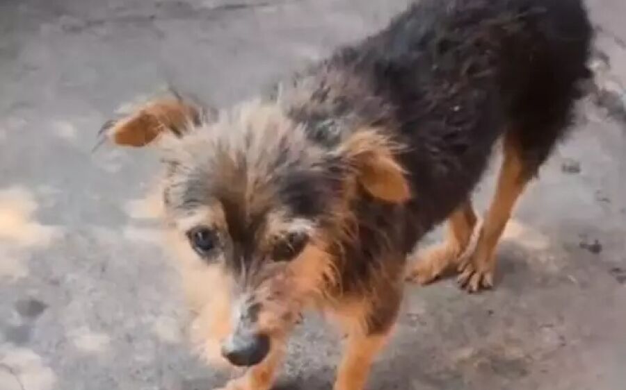 Cão é abusado sexualmente e submetido a eutanásia por intenso sofrimento em MS