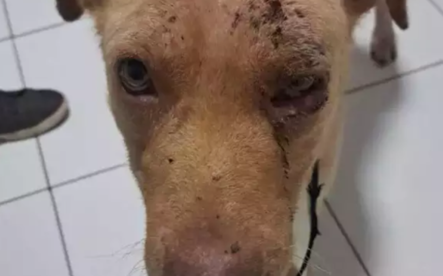 Homem é preso por agredir cachorro com enxada na frente das filhas em Dourados
