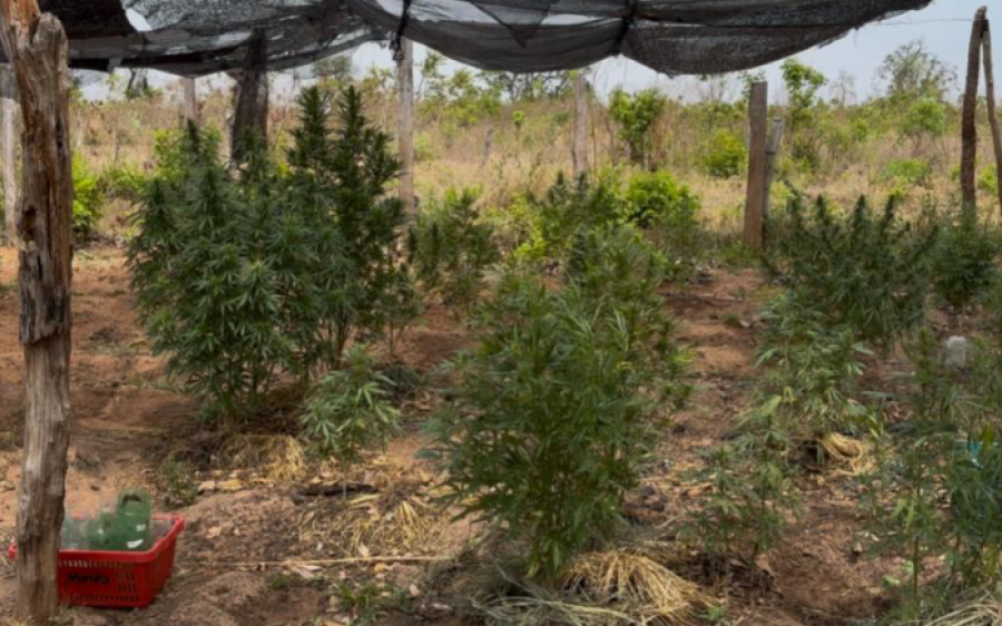Operação interestadual prende suspeito de tráfico e apreende plantações de maconha em MS
