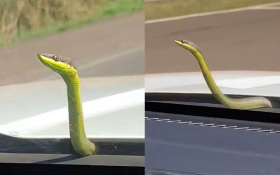 Cobra 'pega carona' em capô de ambulância e surpreende socorristas durante resgate em MS