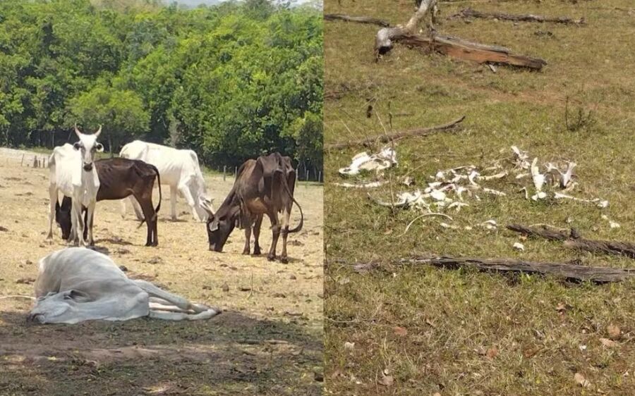 Fazendeiro é multado por maus-tratos a 500 cabeças de gado em MS