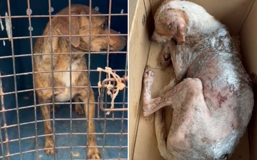 PMA e ONG resgatam dois cães vítimas de maus-tratos em Coxim
