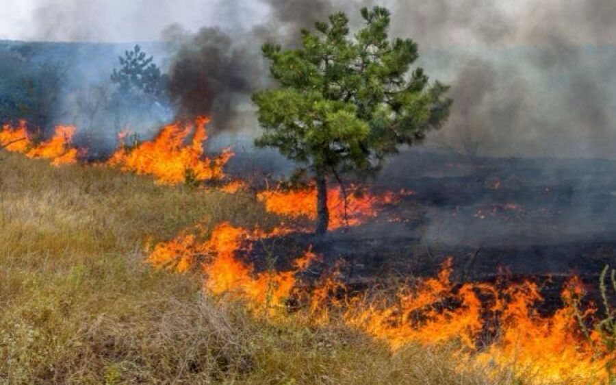 Parque Estadual Nascentes do Rio Taquari sofre com incêndio devastador 