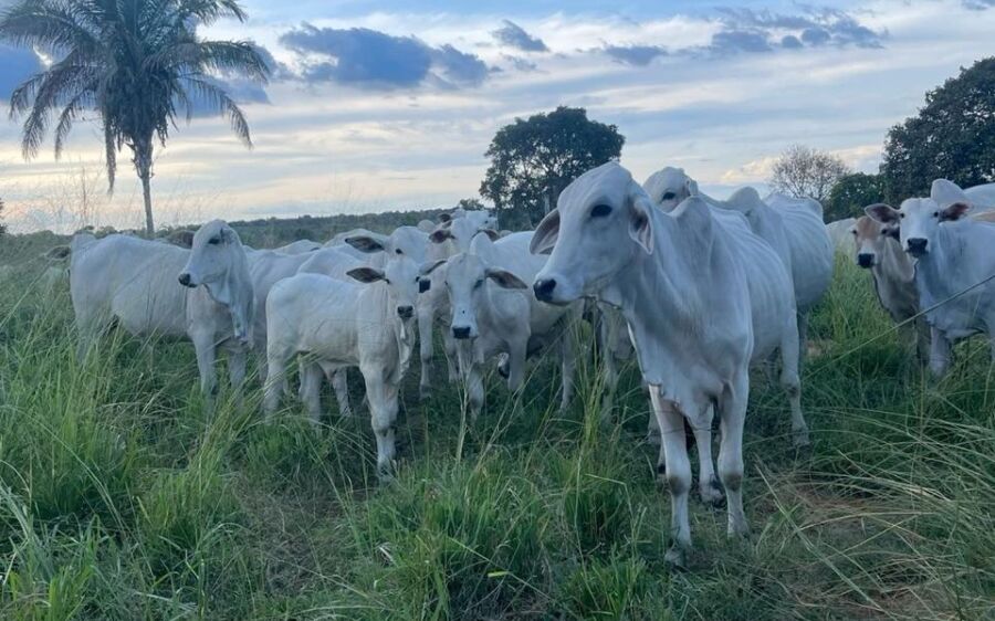 Produtores têm até 1&ordm; de dezembro para declarar rebanho e atualizar cadastro rural em MS
