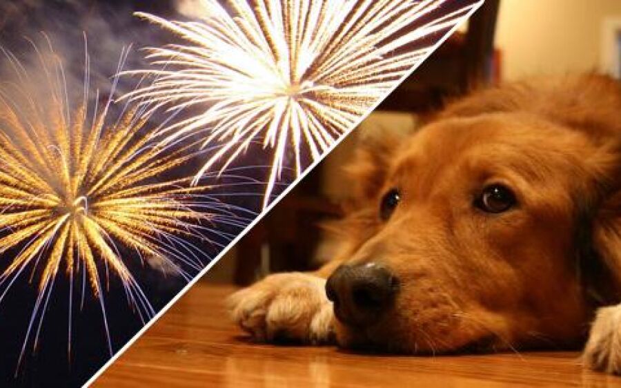 Leitores pedem conscientização: fogos de artifício causam sofrimento em animais em Coxim