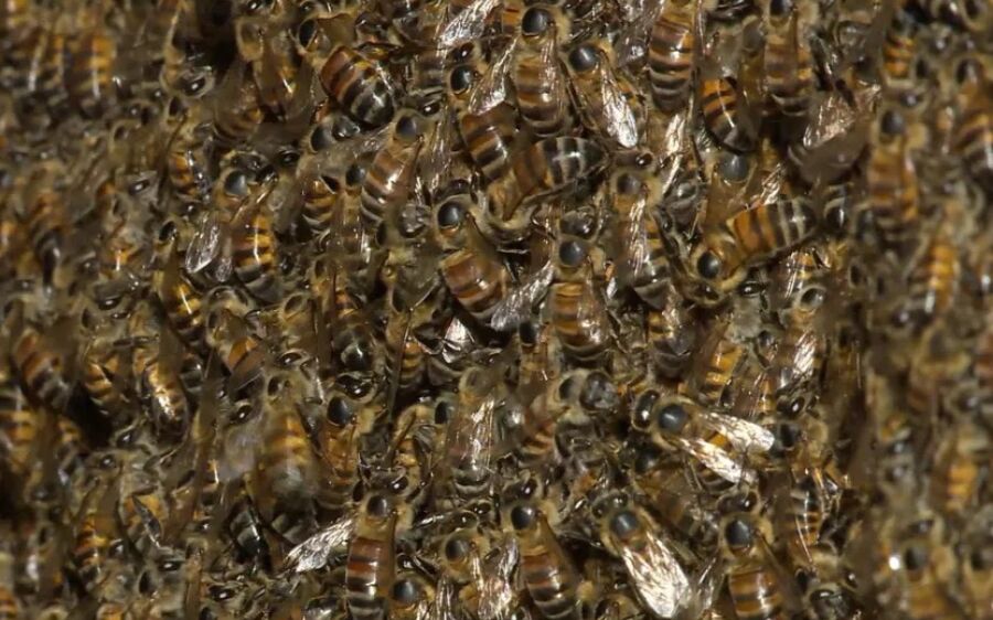 Enxame ataca pai e filho e vítima desmaia ao sofrer múltiplas picadas em MS