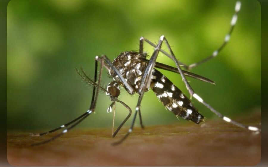 Alerta em Mato Grosso do Sul: Estado ultrapassa 15 mil casos de arboviroses e mortes reforçam sinal 