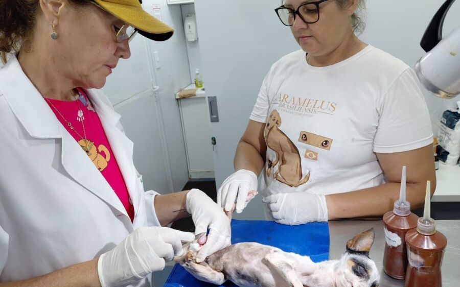 Pedro Gomes recebe Castramóvel e realiza 58 castrações
