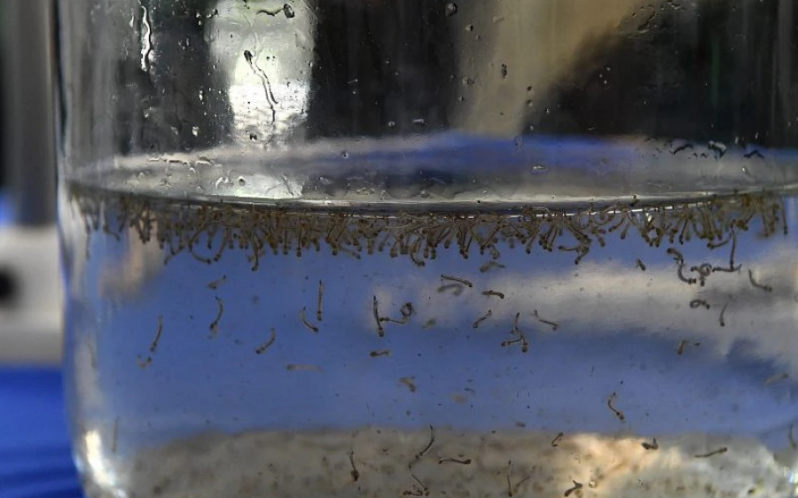 MS registra 8.319 casos de dengue e 7.546 casos confirmados de Chikungunya
