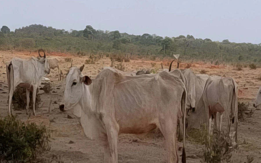 MP apura maus-tratos a mais de 8,8 mil bovinos em propriedades de Paraíso das Águas
