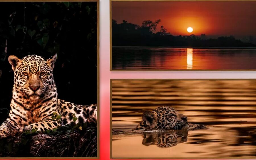 Fotógrafo brasileiro leva o Pantanal à Art Basel Miami 2025