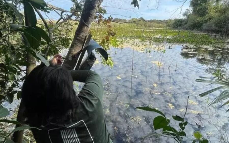 Projeto que monitora o Pantanal será financiado pelo 3&ordm; homem mais rico do mundo
