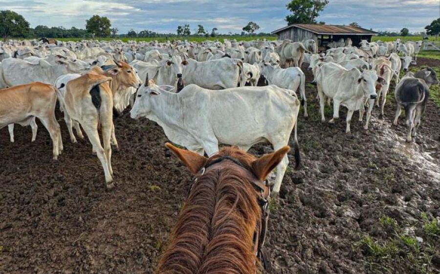 Produtores rurais têm última semana para declarar rebanho em MS; prazo encerra em 1&ordm; de dezembr