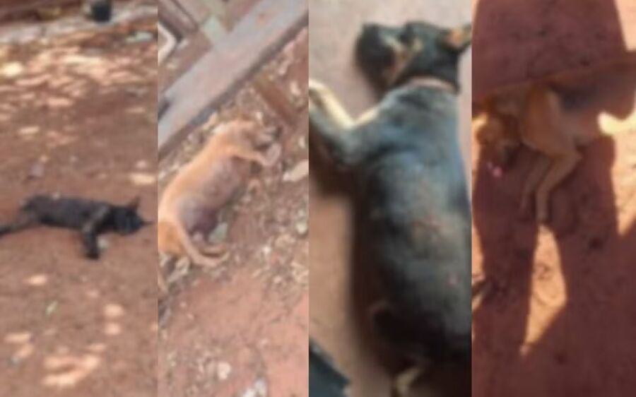 Idoso é preso por envenenar e matar mais de 20 animais em MS