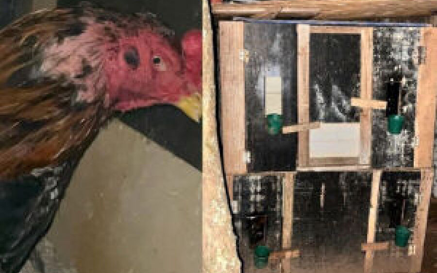 Casa de rinha de galo localizada a menos de 100 metros de quartel da PM é fechada em MS