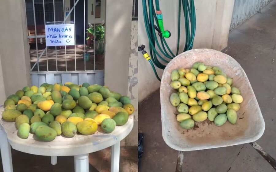 'Não levar a mesa': moradora brinca ao distribuir manga na calçada de casa em MS