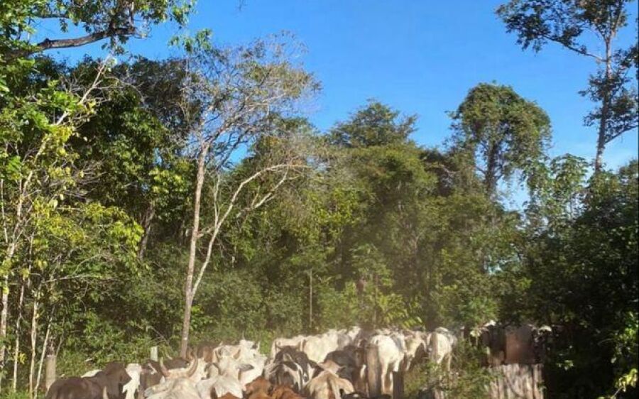 Prazo acaba hoje: produtores de MS precisam regularizar declaração de rebanho