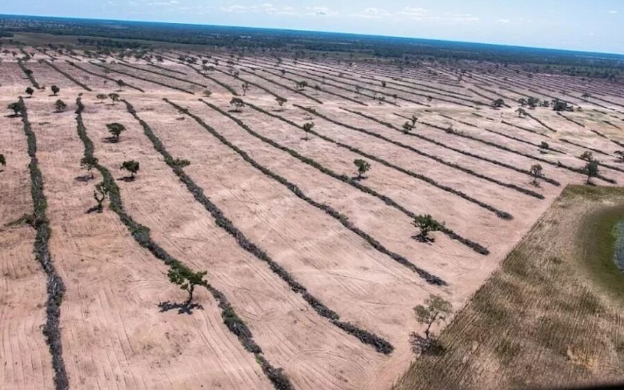 Desmatamento no Pantanal cresce 16,5% em 2024, com Mato Grosso do Sul concentrando 76% da perda