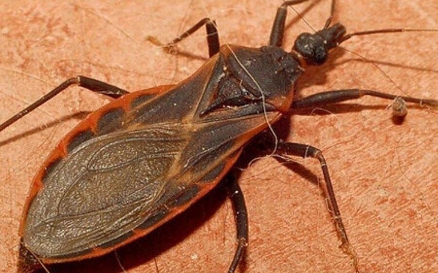 Monitoramento aponta presença de vetores de Chagas e leishmaniose e identifica focos em MS