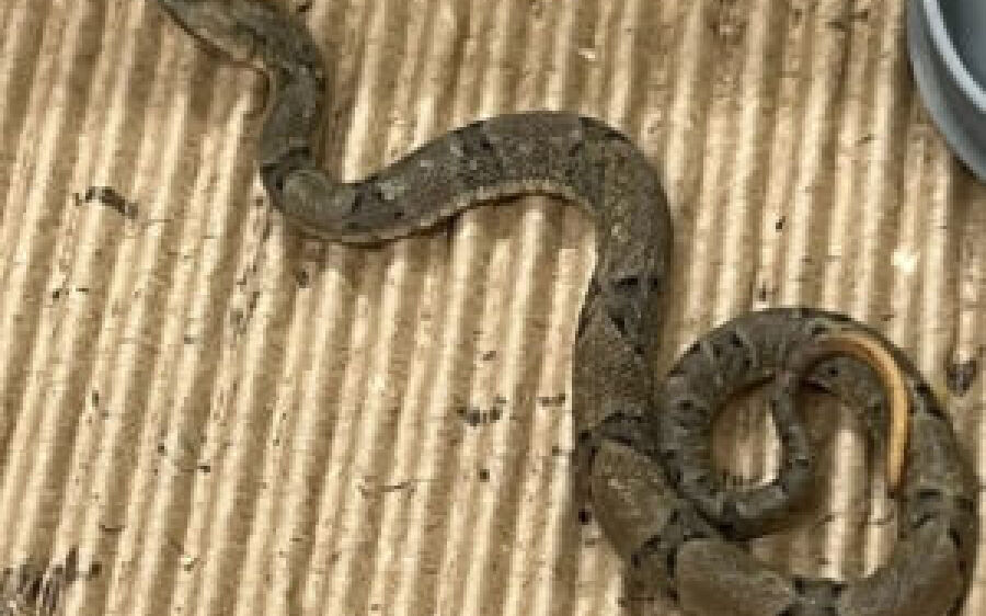 Iti malia! Resgatada, serpente mais perigosa do Brasil dá à luz 17 bebês em MS