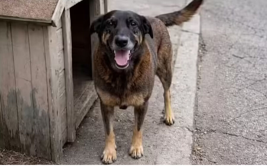 Justiça ordena que redes excluam informações sobre adolescentes suspeitos de matar cão Orelha