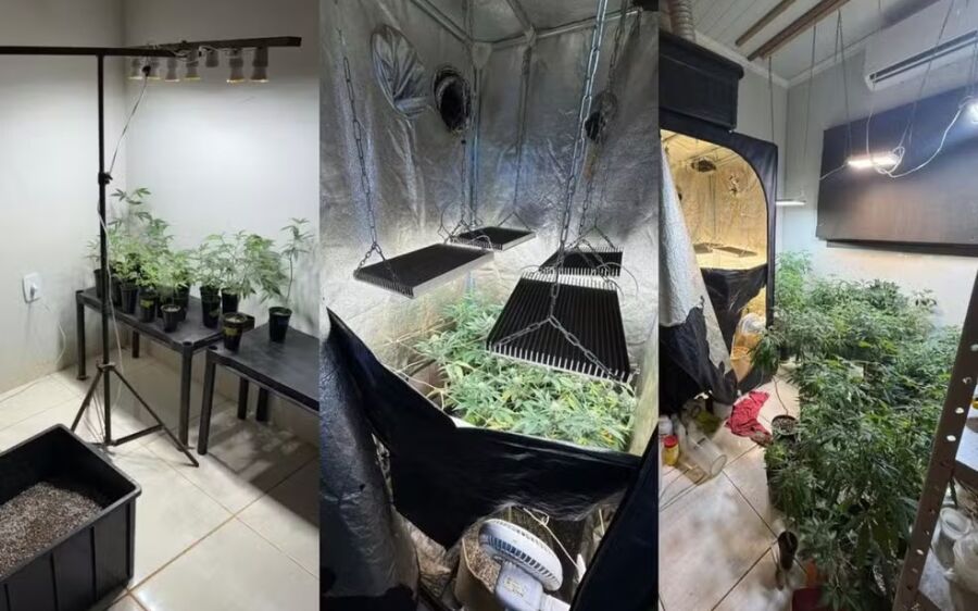 Polícia descobre laboratório com 121 pés de maconha ao investigar ameaça de vazamento de 'nudes'