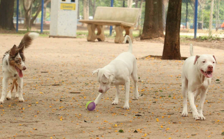 Projeto do Estatuto dos Cães e Gatos prevê até 10 anos de prisão por matar ou torturar animais
