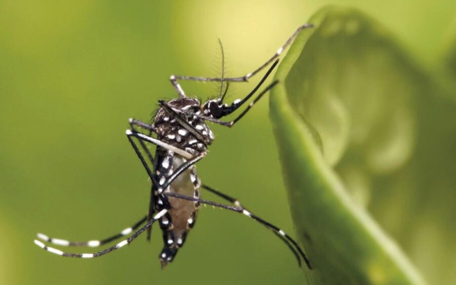 Casos de chikungunya crescem em Mato Grosso do Sul e reforçam alerta para prevenção nas cidades