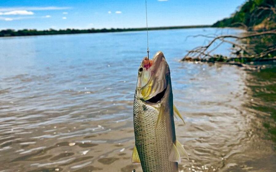 Reabertura da pesca deve impulsionar economia e turismo em Coxim
