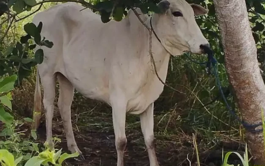 Polícia Militar Rural recupera oito bovinos furtados no Pantanal do Paiaguás, em Corumbá
